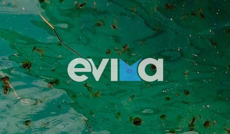 Εύβοια: Χιλιάδες μέδουσες εμφανίστηκαν σε παραλία – Εντυπωσιακές εικόνες προκαλούν ανησυχία