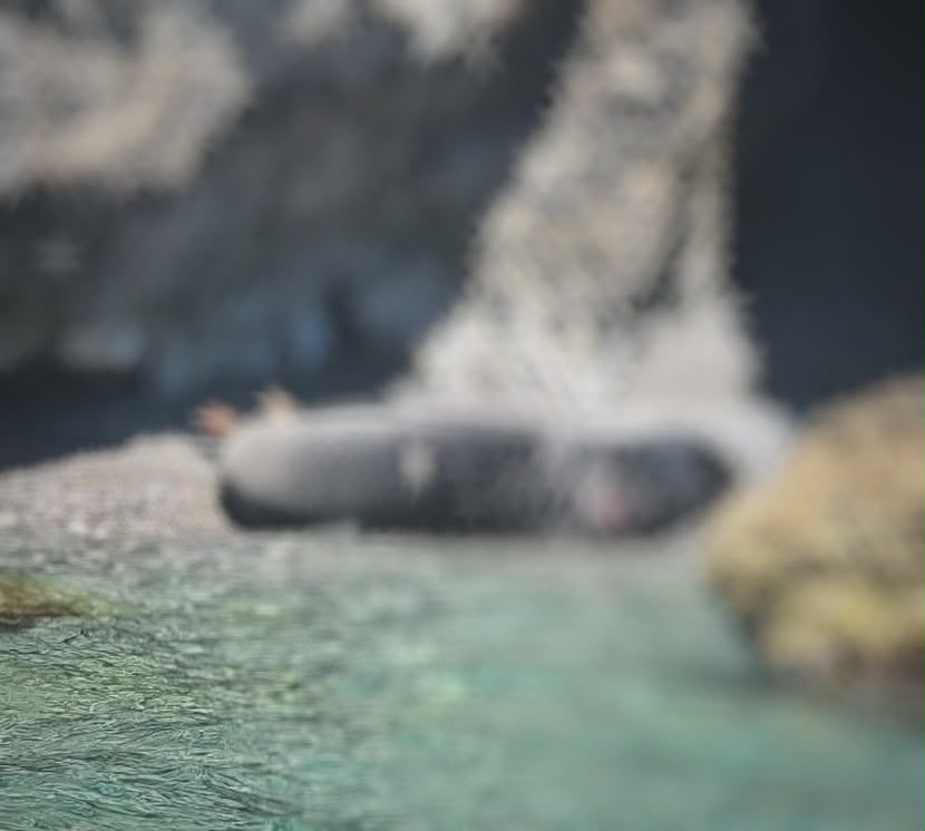 Βρέθηκε τραυματισμένη φώκια σε παραλία της Εύβοιας