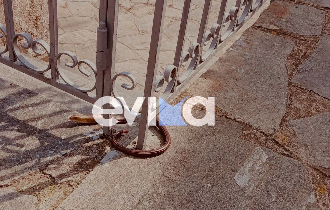 Νέο περιστατικό με φίδι σε σπίτι στην Εύβοια- Δείτε τι έγινε