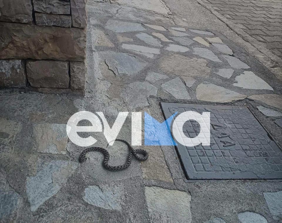 Σοκ στην Εύβοια: Βρήκαν φίδι μέσα στο σπίτι τους