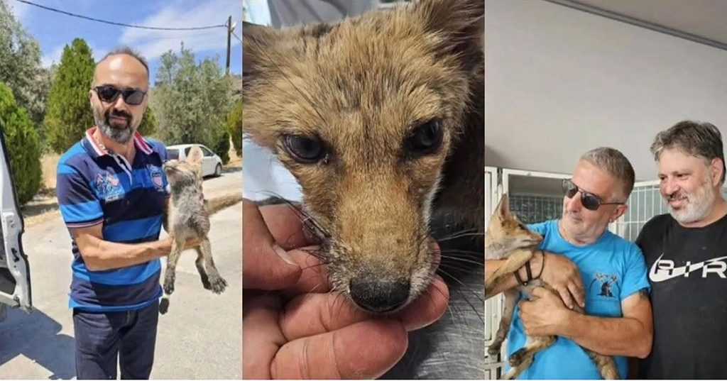 Αλεπουδάκι σώθηκε από θερμοπληξία στη Ρόδο χάρη σε φιλόζωους
