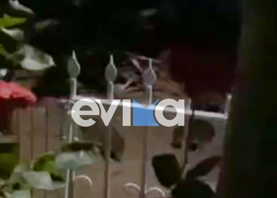 Απίστευτο περιστατικό στην Εύβοια: Αγριογούρουνα έξω από σπίτι- Βίντεο