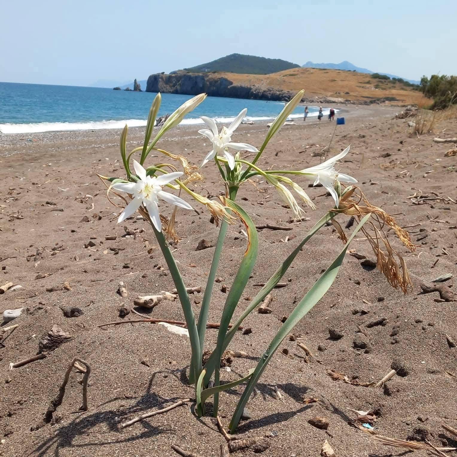 Μαθητές καθάρισαν μια ολόκληρη παραλία στην Εύβοια – εικόνες