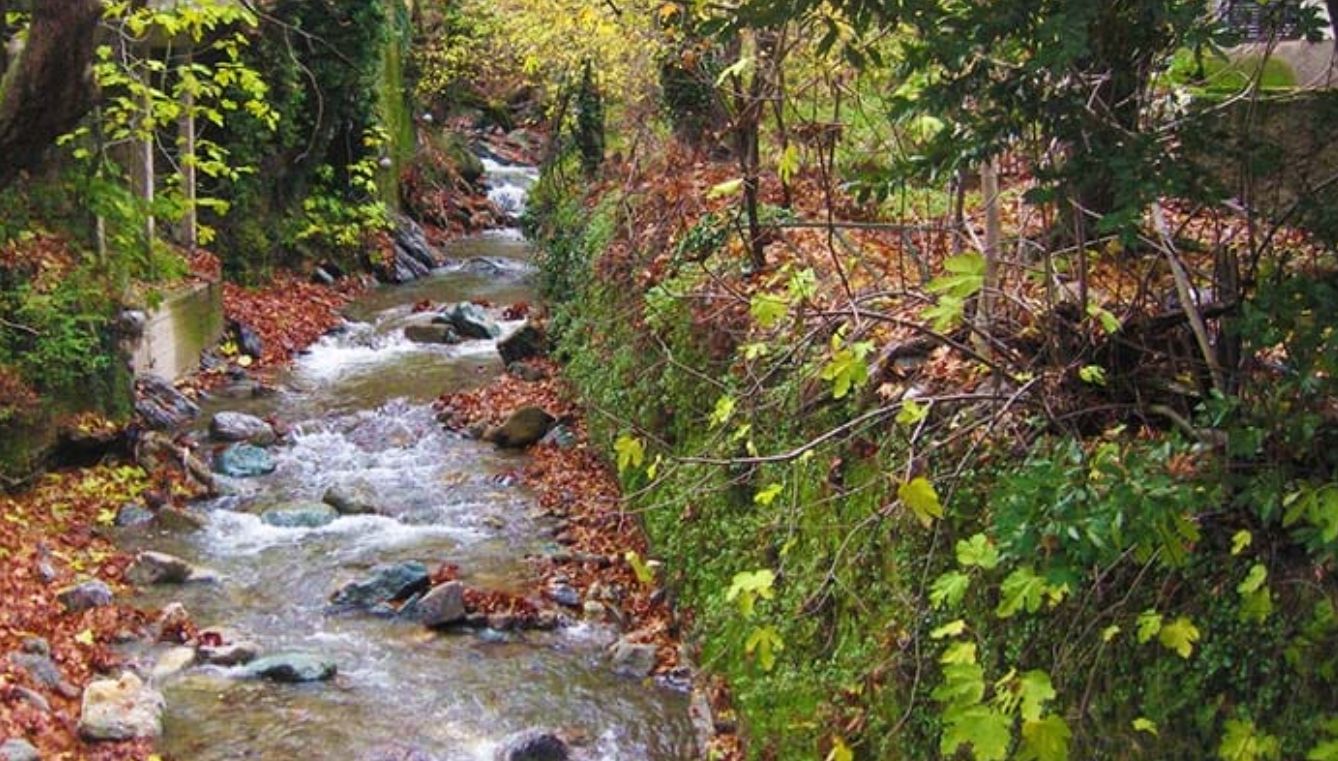 Συναγερμός σε δάσος της Εύβοιας: Δείτε τι έχει συμβεί