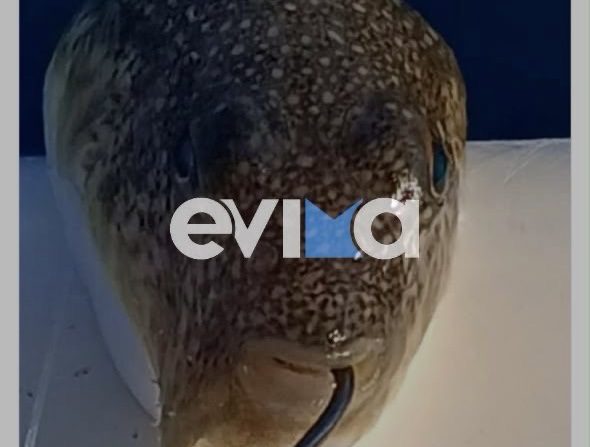 Συναγερμός στην Εύβοια: Ψαράς έπιασε λαγοκέφαλο σε παραλία – Δείτε τη φωτογραφία