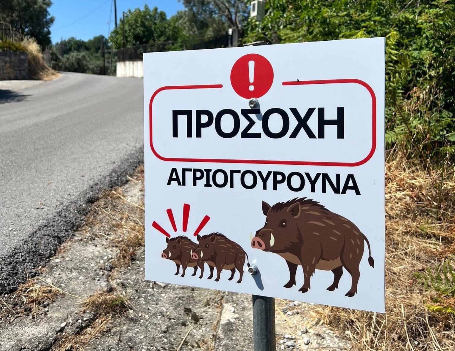 Αυτό το χωριό της Εύβοιας γέμισε με αγριογούρουνα- Τι έκανε ο πρόεδρος της Κοινότητας