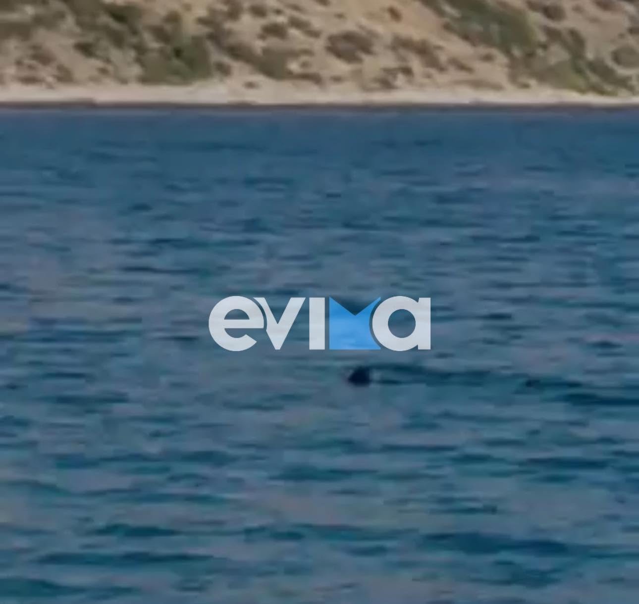 ΣΟΚ σε Παραλία της Βοιωτίας: Εμφανίστηκε καρχαρίας μπροστά σε λουόμενους (vid)