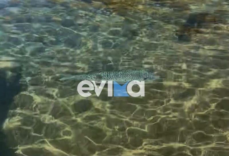 Συναγερμός στις παραλίες της Εύβοιας: Έφτασε ο λαγοκέφαλος – Δείτε πού εμφανίστηκε