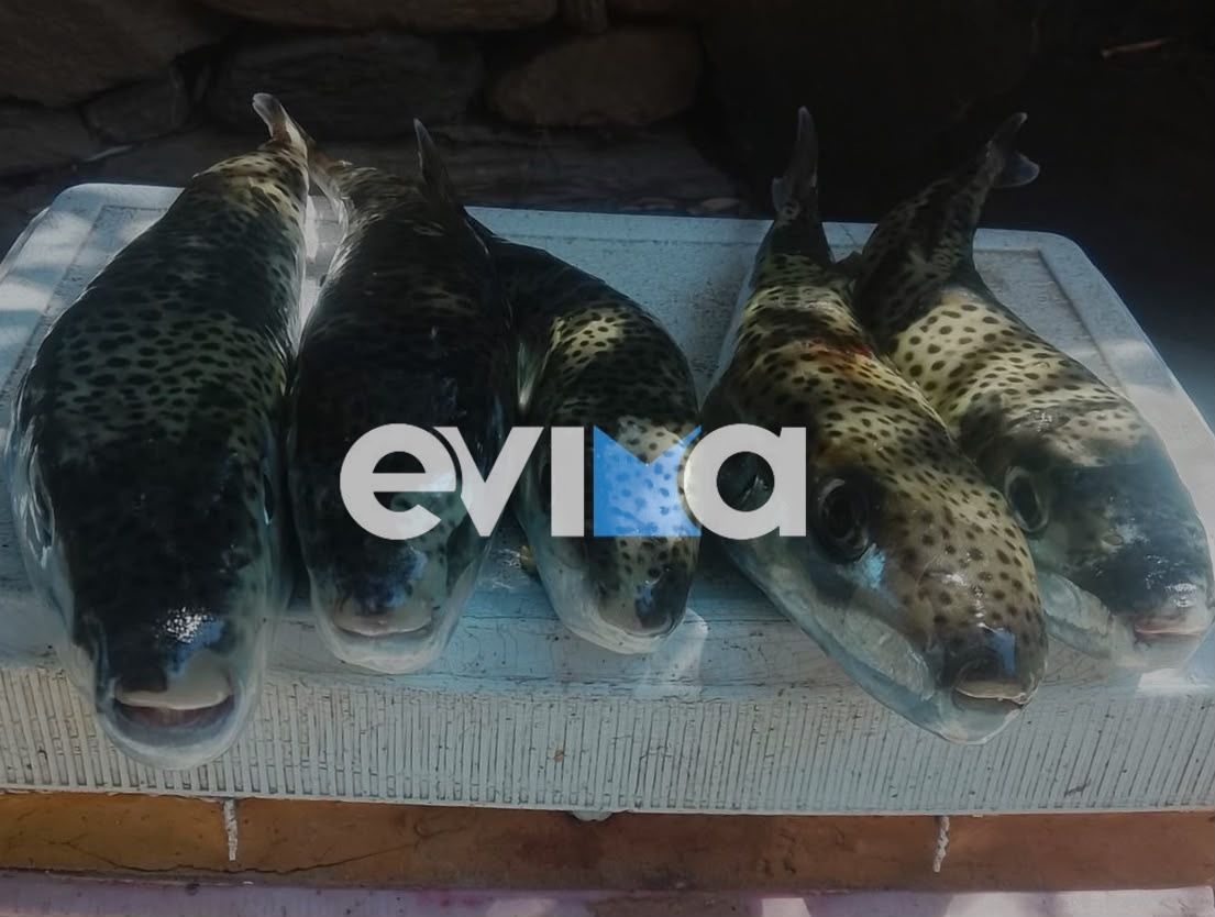 Εύβοια – Ραγδαία εξάπλωση του Λαγοκέφαλου: Τι πρέπει να κάνετε αν σας δαγκώσει – Οδηγίες