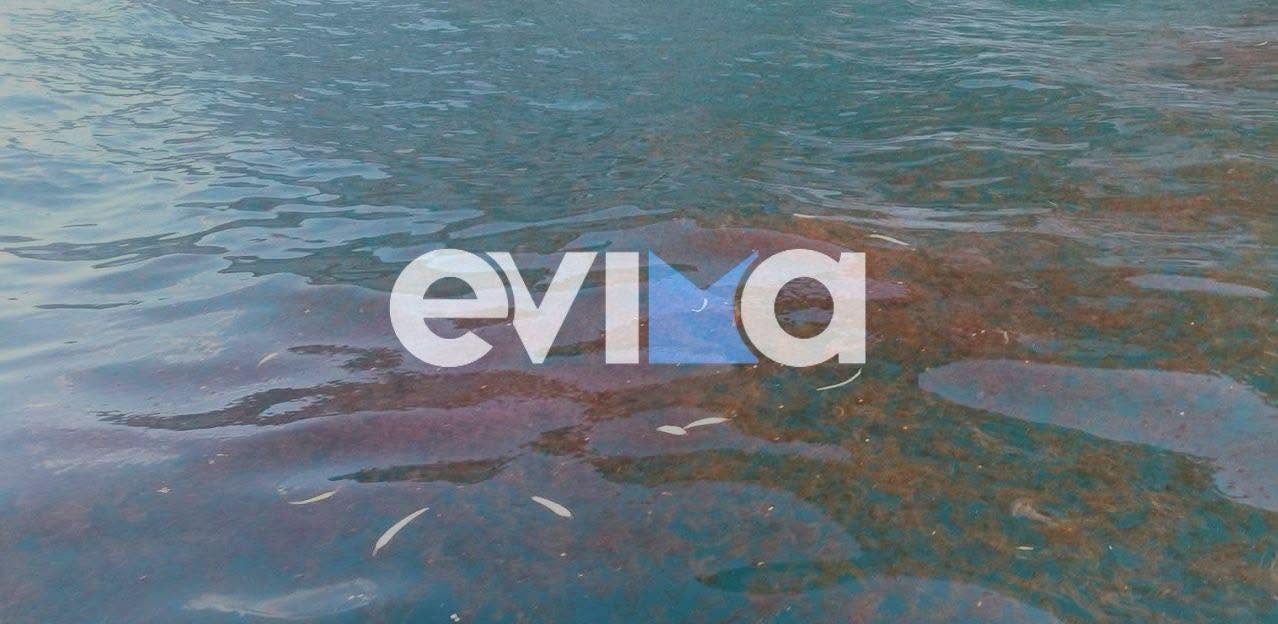 Εικόνα σοκ από παραλία στην Εύβοια: Πλημμυρίζει από μέδουσες