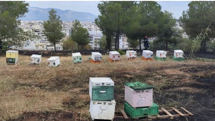 Αναζητούνται μελισσοκόμοι για τη φωτιά στη Φιλοθέη