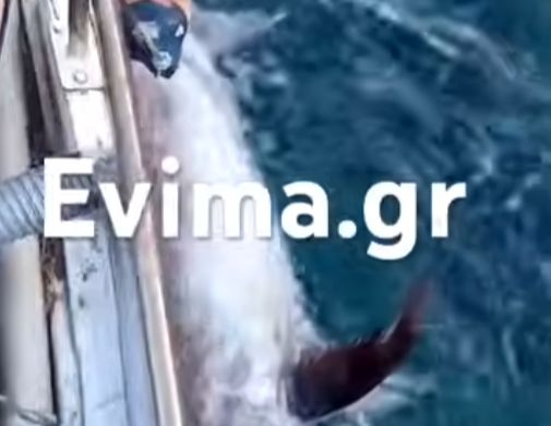 Αδιανόητη ψάρια στην Εύβοια: Έπιασε ξιφία 120 κιλών (βίντεο)
