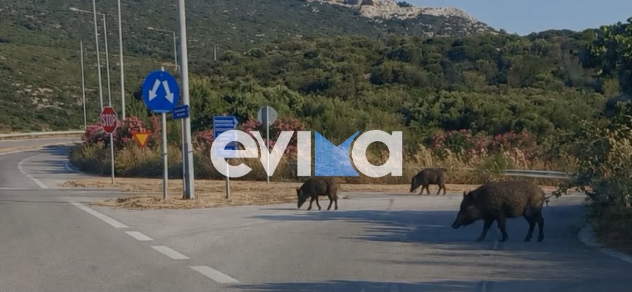 Συναγερμός στην Εύβοια: Καθημερινές εμφανίσεις αγριογούρουνων σε κεντρικό δρόμο – Συγκλονιστική μαρτυρία