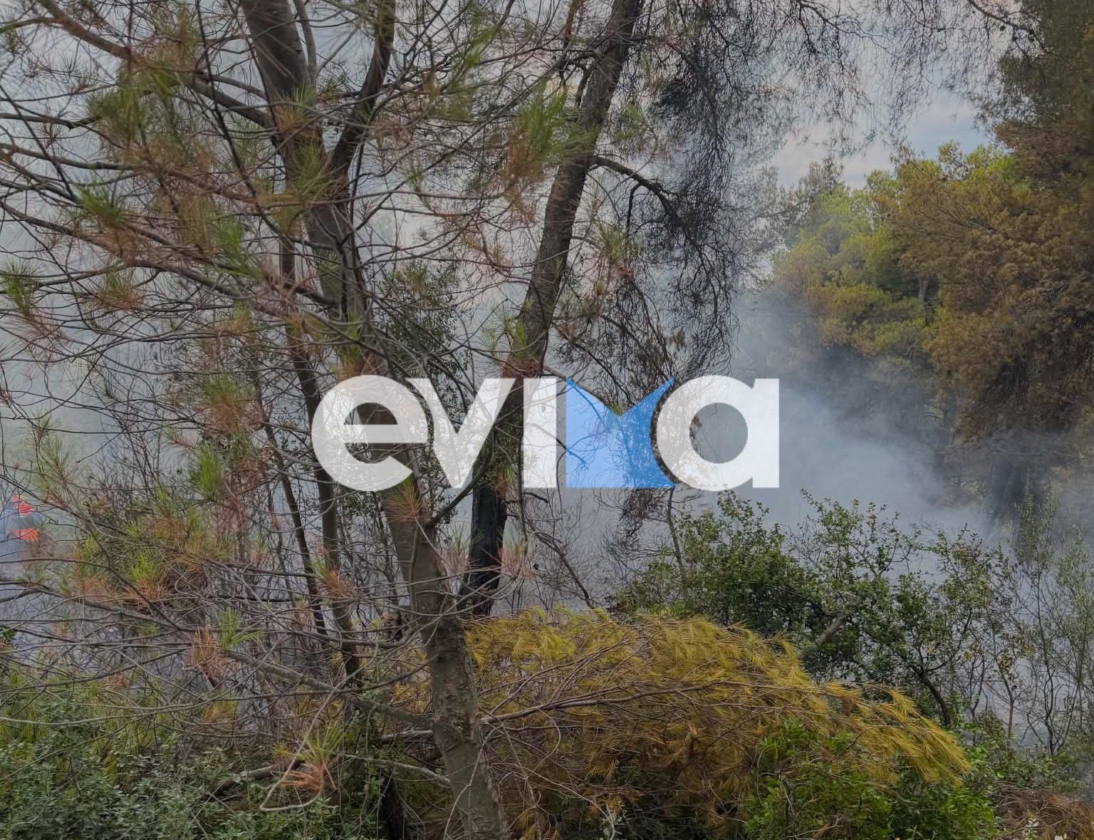 Φωτιά σε δασική έκταση στην Εύβοια