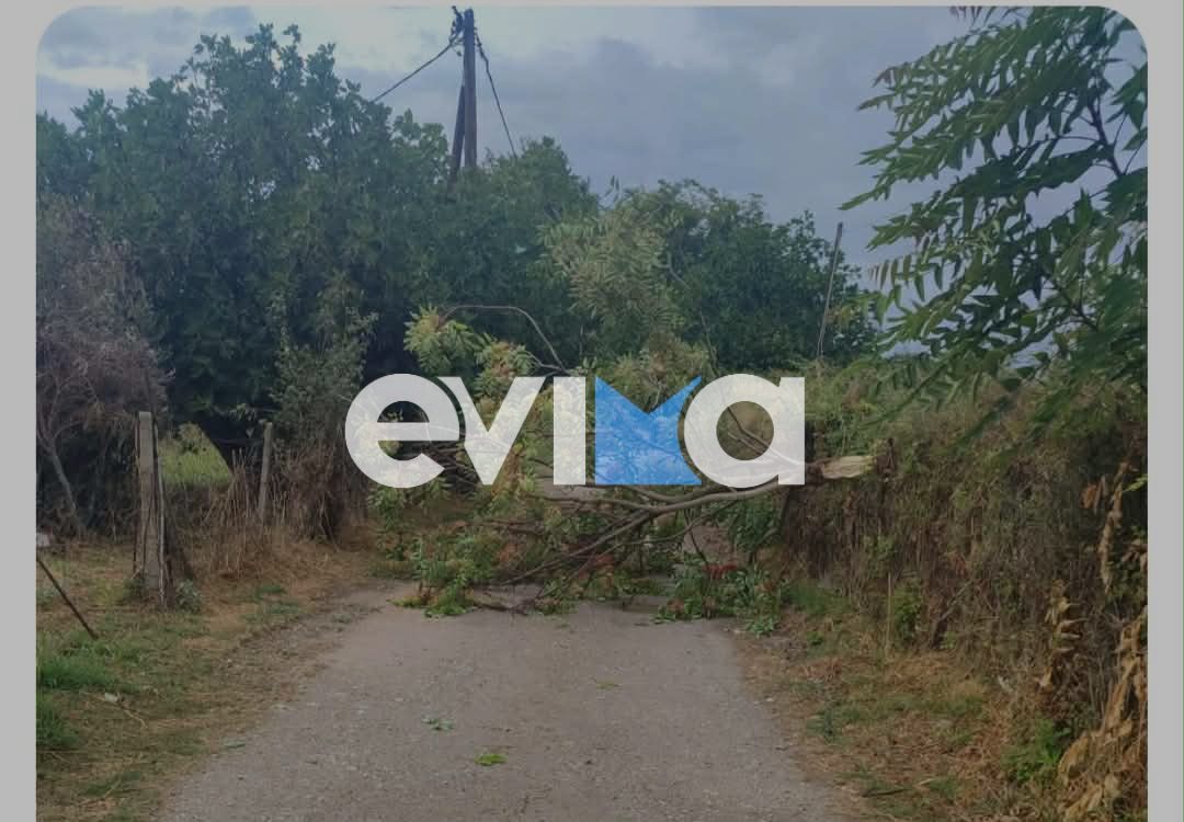 Η κακοκαιρία σφυροκοπά την Εύβοια: Πτώσεις δέντρων σε πολλά σημεία