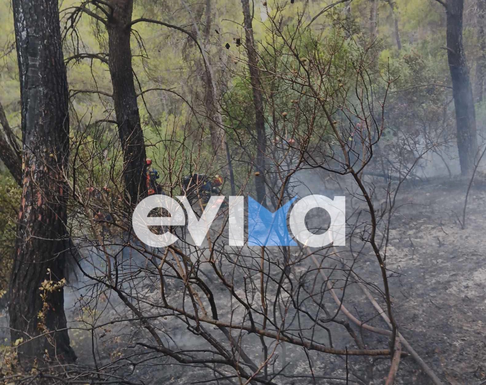 Νέοτερα για τη φωτιά σε δασική έκταση στην Εύβοια – Νέες εικόνες και βίντεο