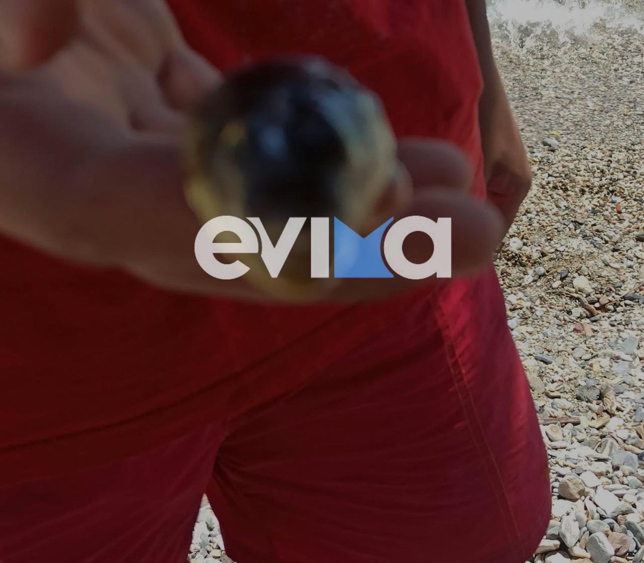 Νέα εμφάνιση λαγοκέφαλων σε παραλία της Εύβοιας: Μεγάλη προσοχή στους λουόμενους