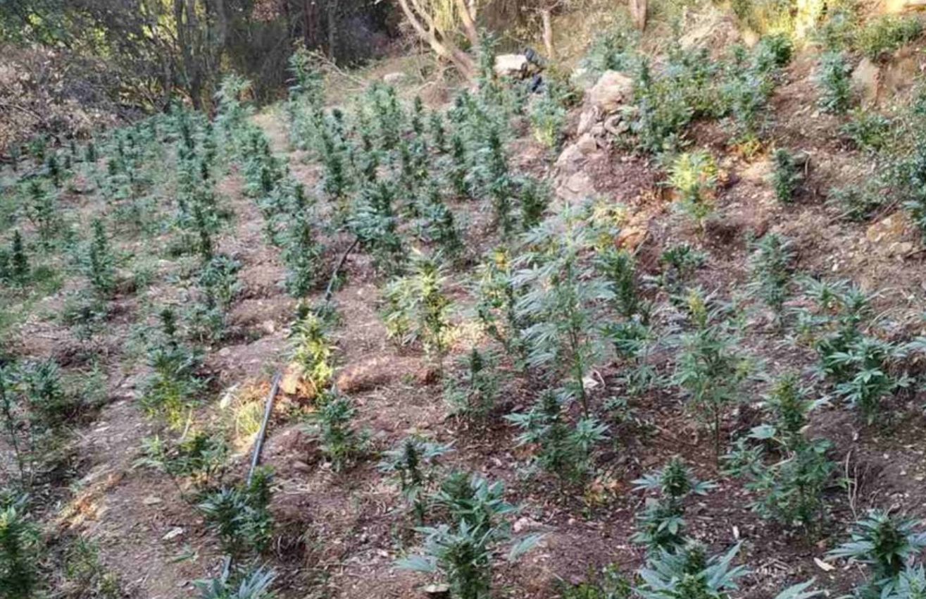 Συνελήφθη 60χρονος με θερμοκήπιο 103 δενδρυλλίων κάνναβης