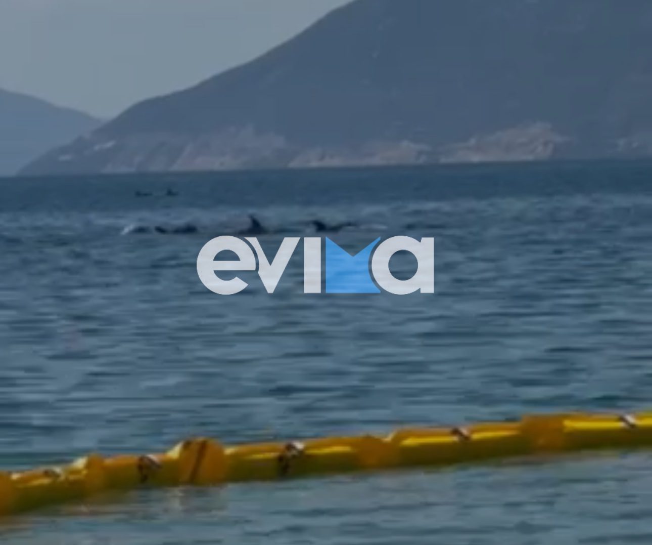 Σε αυτή την παραλία της Εύβοιας κολυμπούσαν δελφίνια