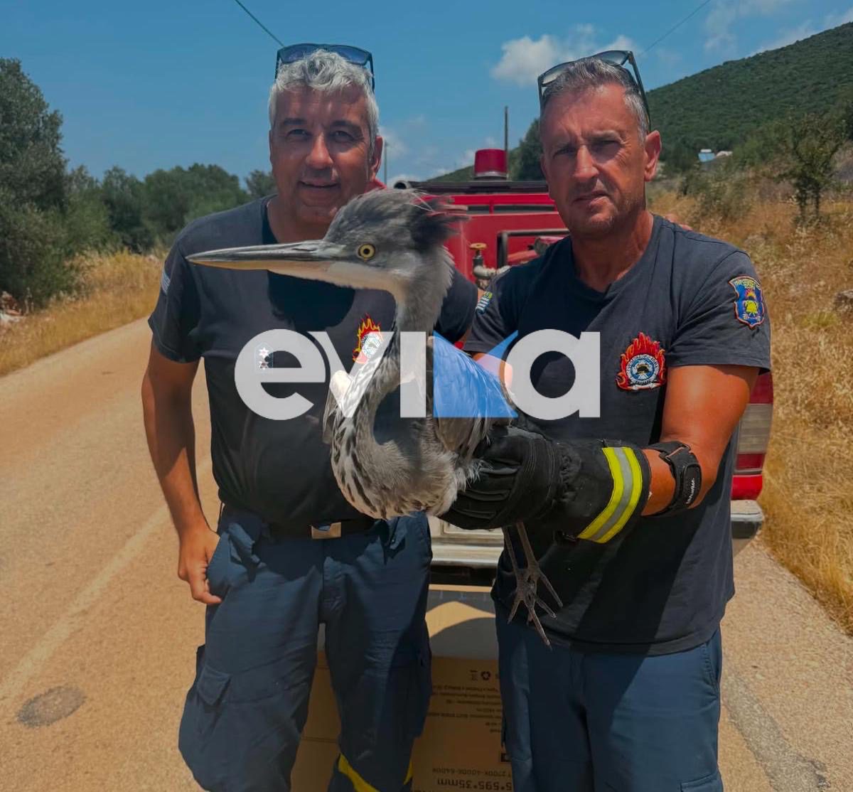 Συγκινητική διάσωση στην Εύβοια: Πυροσβέστες έσωσαν άγριο πτηνό σε περιπολία