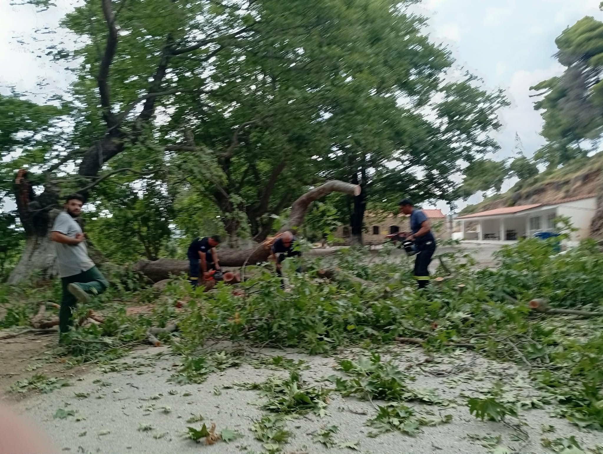 Συναγερμός στην Εύβοια: Έπεσε πελώριος πλάτανος σε δρόμο (εικόνες)