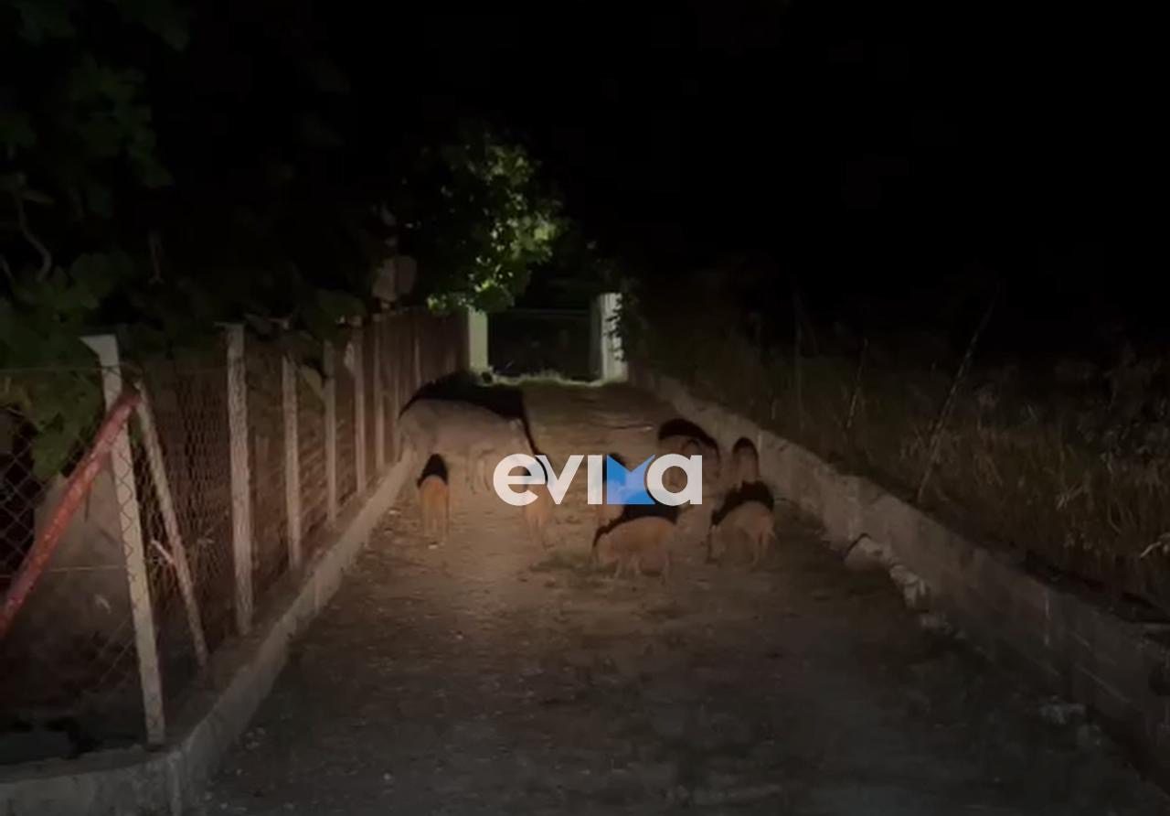 «Ντου» από αγριογούρουνα έξω από σπίτι στην Εύβοια – Βίντεο