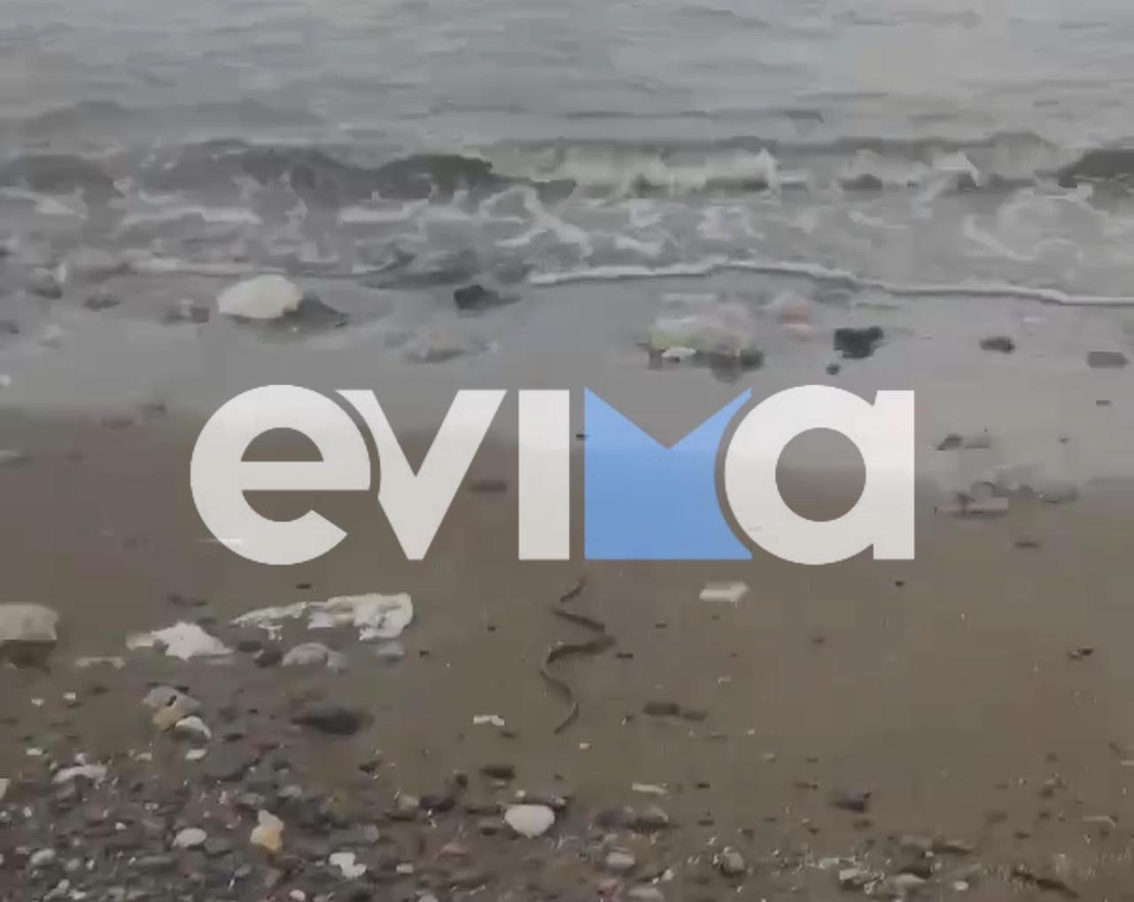 Αναστάτωση σε παραλία της Εύβοιας:  Φίδι πετάχτηκε από την άμμο και βούτηξε στη θάλασσα