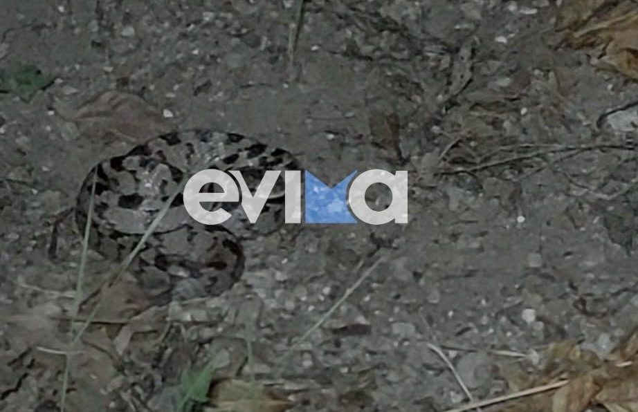 Βρέθηκε φίδι 50 εκατοστά στην Εύβοια: Συγκλονίζουν οι εικόνες