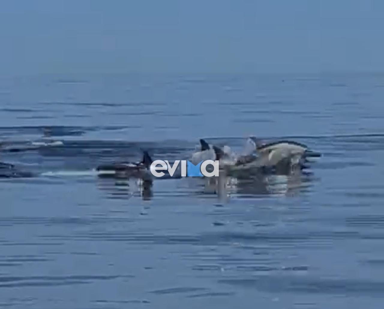 Ονειρεμένο βίντεο με κοπάδι από δελφίνια στη  Εύβοια