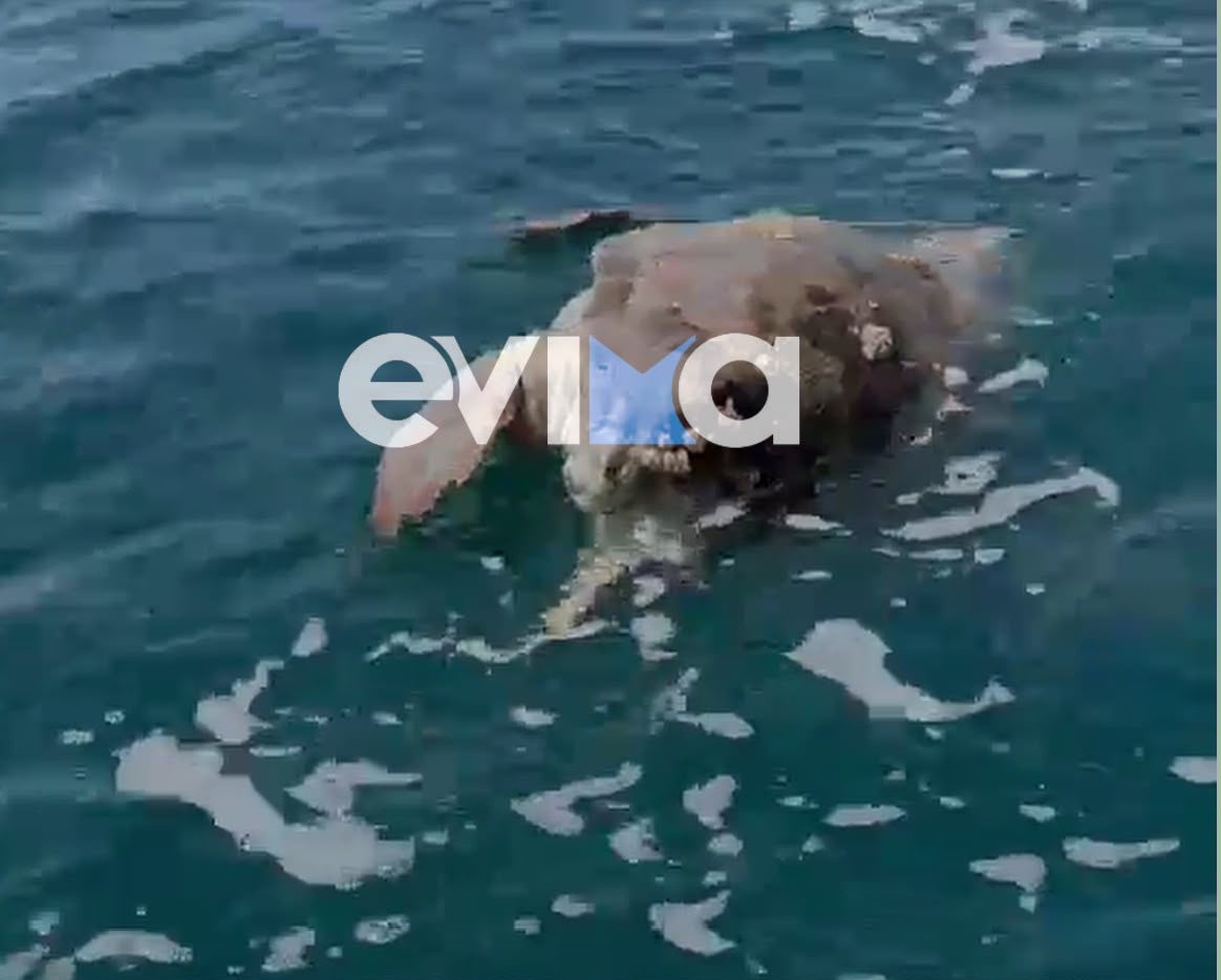 Νεκρή θαλάσσια χελώνα στην Εύβοια: Εντοπίστηκε να επιπλέει στη θάλασσα – Εικόνες