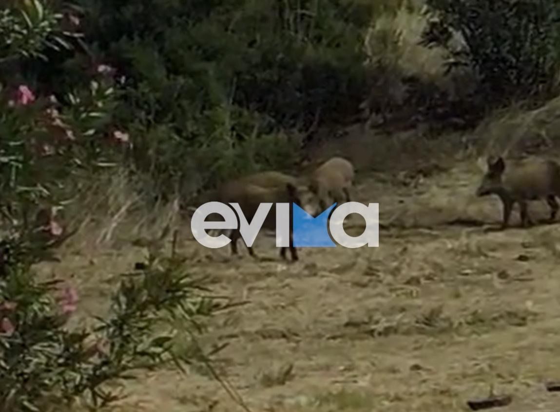 Πανικός με τα αγριογούρουνα στην Εύβοια: Κοπάδι κυκλοφορούσε μέσα σε σπίτια
