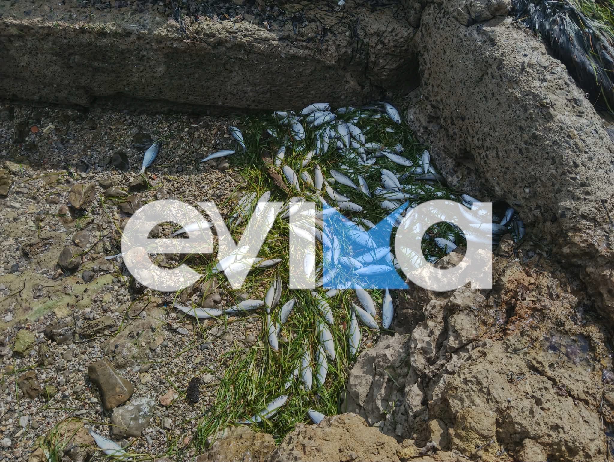 Συναγερμός σε παραλία της Εύβοιας: Η θάλασσα ξέβρασε εκατοντάδες νεκρά ψάρια (pics&vid)