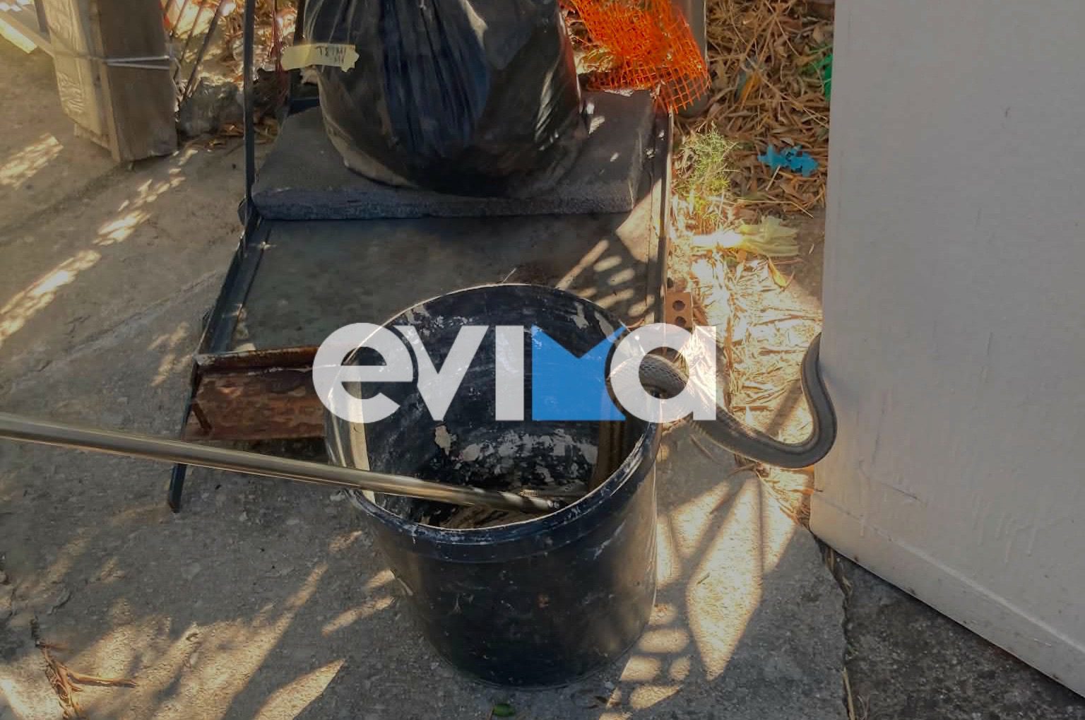 Συναγερμός στην Εύβοια: Φίδι δύο μέτρων εισέβαλε σε αποθήκη κατοικίας