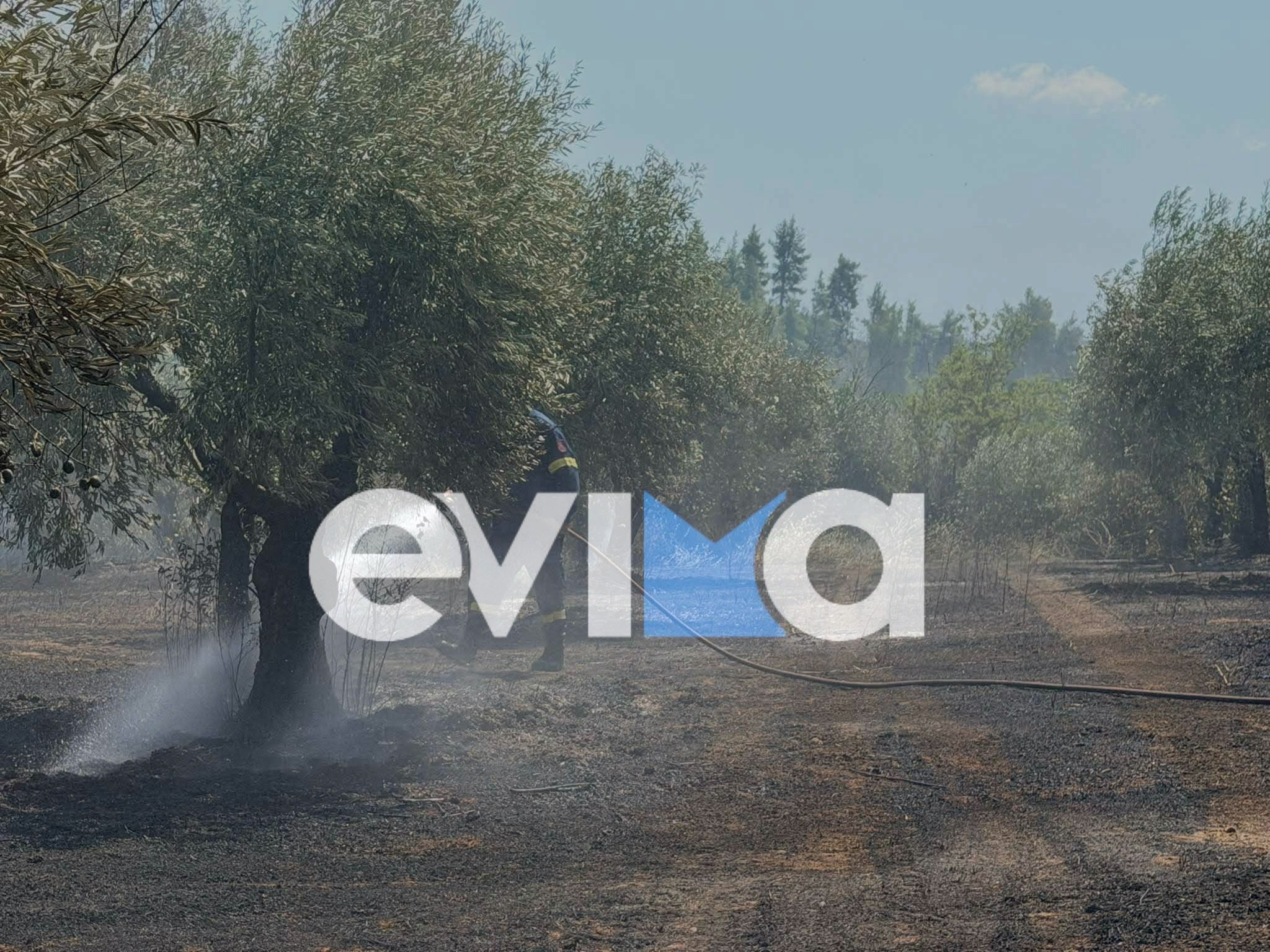 Νεότερα για φωτιά που ξέσπασε νωρίτερα σήμερα στην Εύβοια – Η πρώτη εικόνα