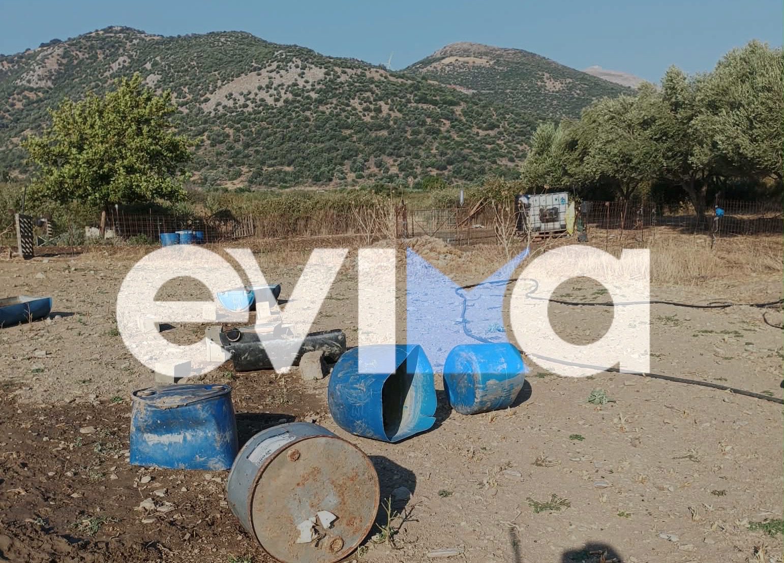Αγριογούρουνα – εφιάλτης στην Εύβοια: Έσπασαν τη στάνη, απειλούν περιουσίες – ήδη θρηνήσαμε έναν 37χρονο