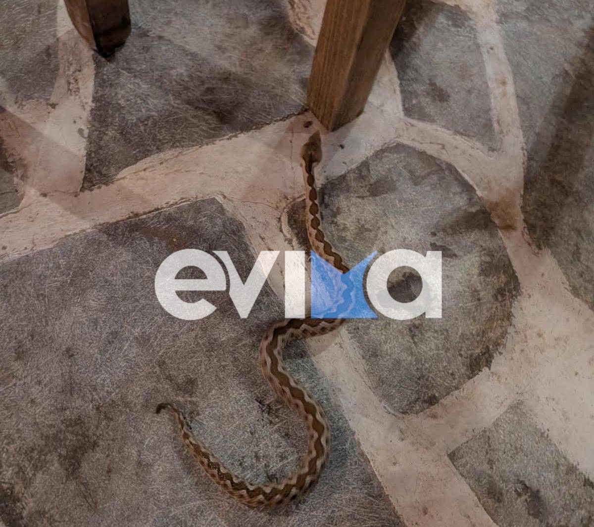 Αναστάτωση σε ταβέρνα της Εύβοιας: Φίδι  βόλτες κάτω από τα τραπέζια ενώ έτρωγαν οι πελάτες