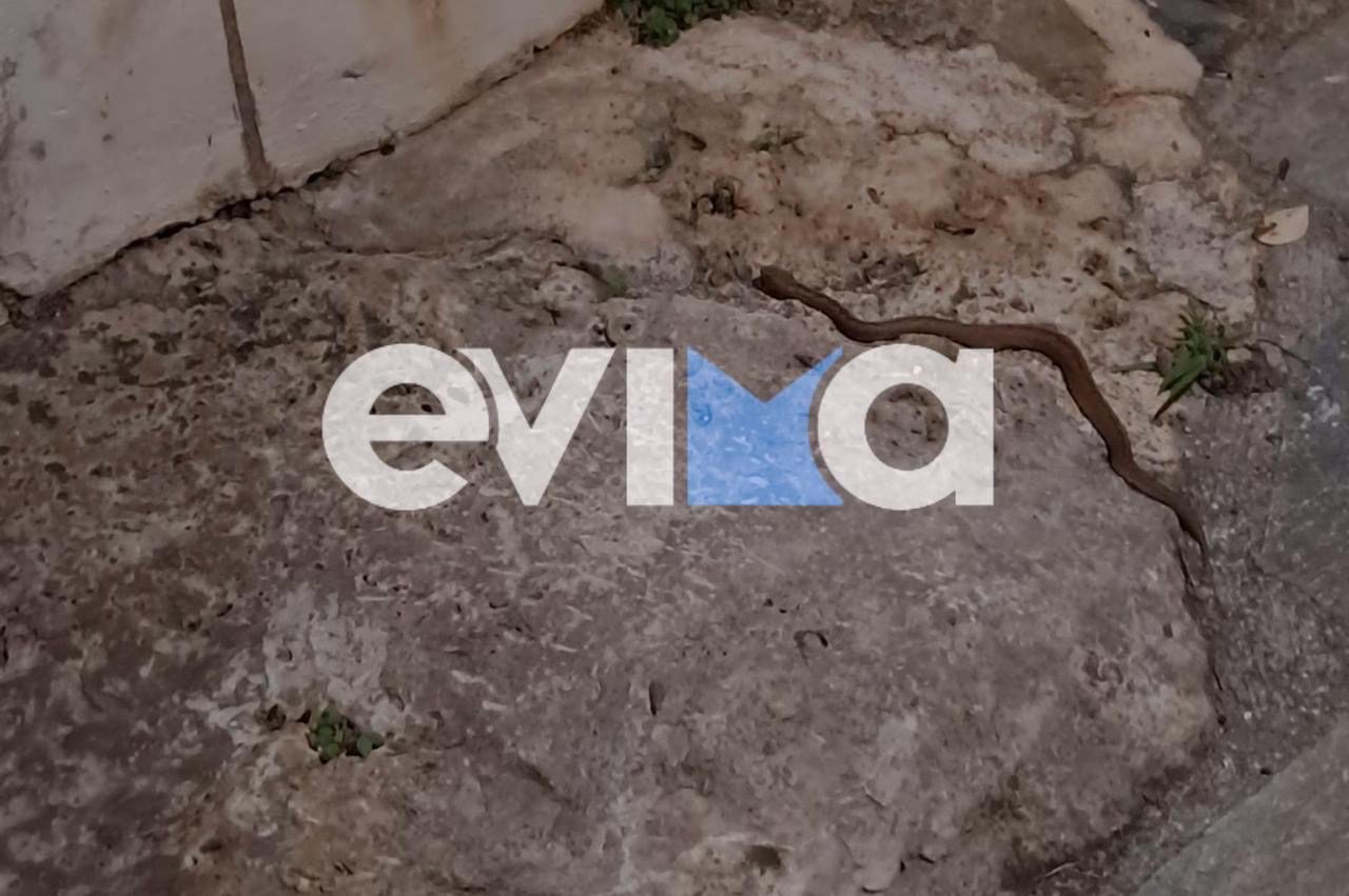 Φίδι έκανε βόλτες σε αυλή σπιτιού στην Εύβοια – Εικόνες