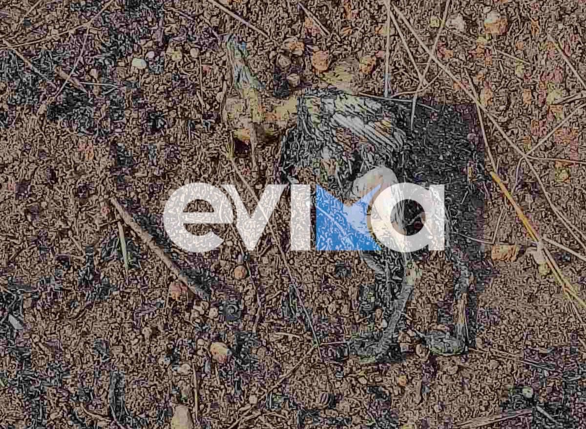 Αποκάλυψη evima.gr: Πτηνό προκάλεσε τη φωτιά στους Καθενούς Ευβοίας – Τι συνέβη στον αγωγό της ΔΕΗ
