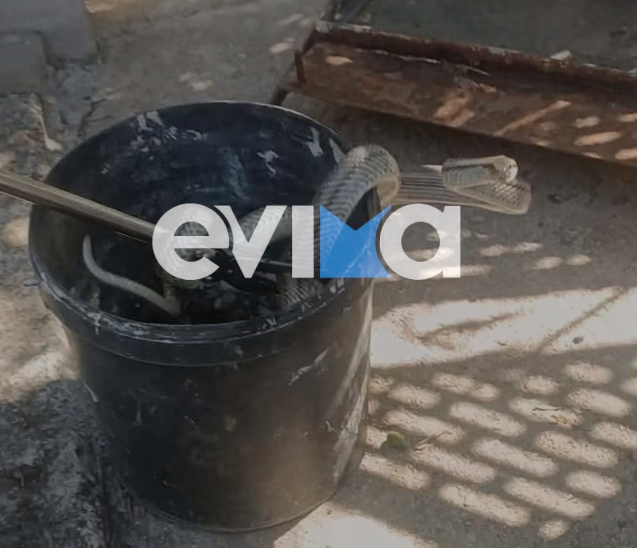 Εθελοντές στην Εύβοια απομάκρυναν φίδι από σπίτι – Που είχε τρυπώσει