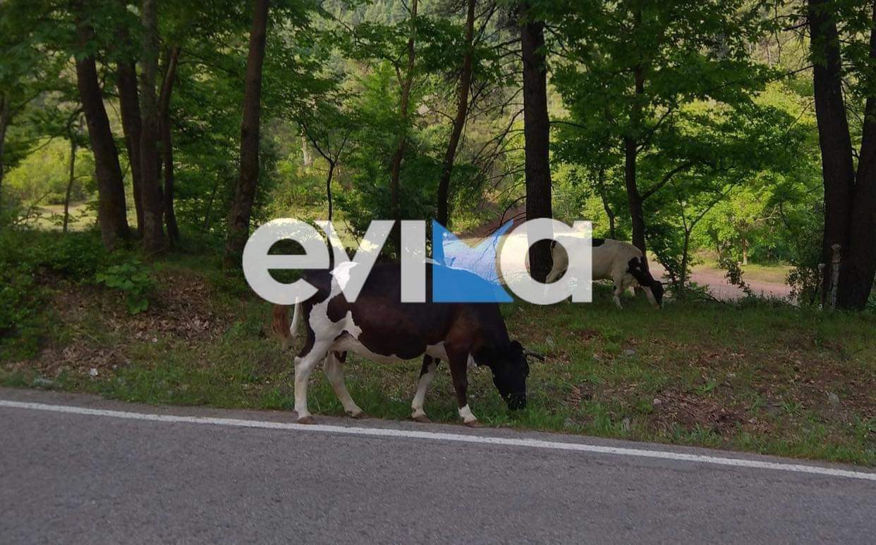 Συναγερμός στη Βόρεια Εύβοια: Αγελάδες πετάγονται στο δρόμο- Η έκκληση ιερέα στους οδηγούς
