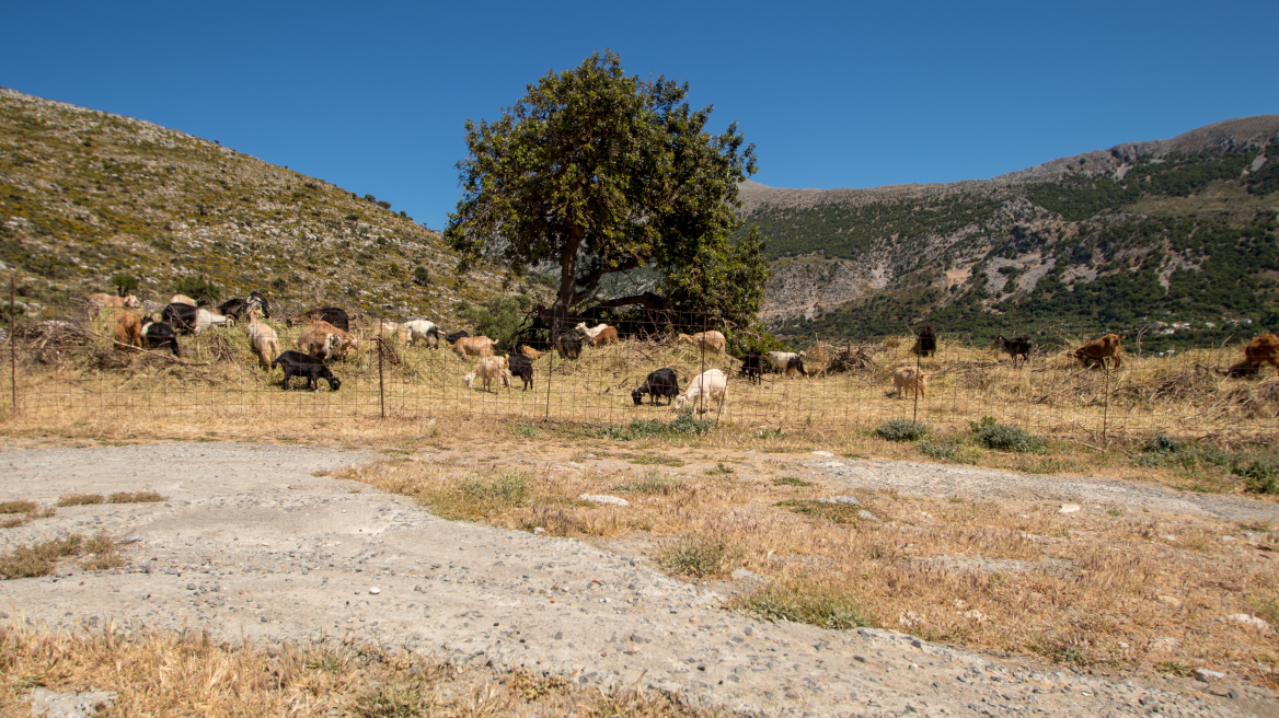 Πέθανε κτηνοτρόφος μετά τη θανάτωση του κοπαδιού του