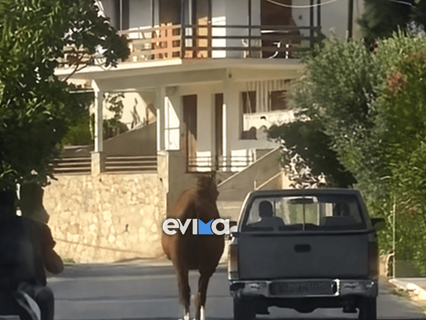 Σοκ στην Εύβοια: Έδεσε άλογο στην καρότσα και το έσερνε στο δρόμο- Βίντεο