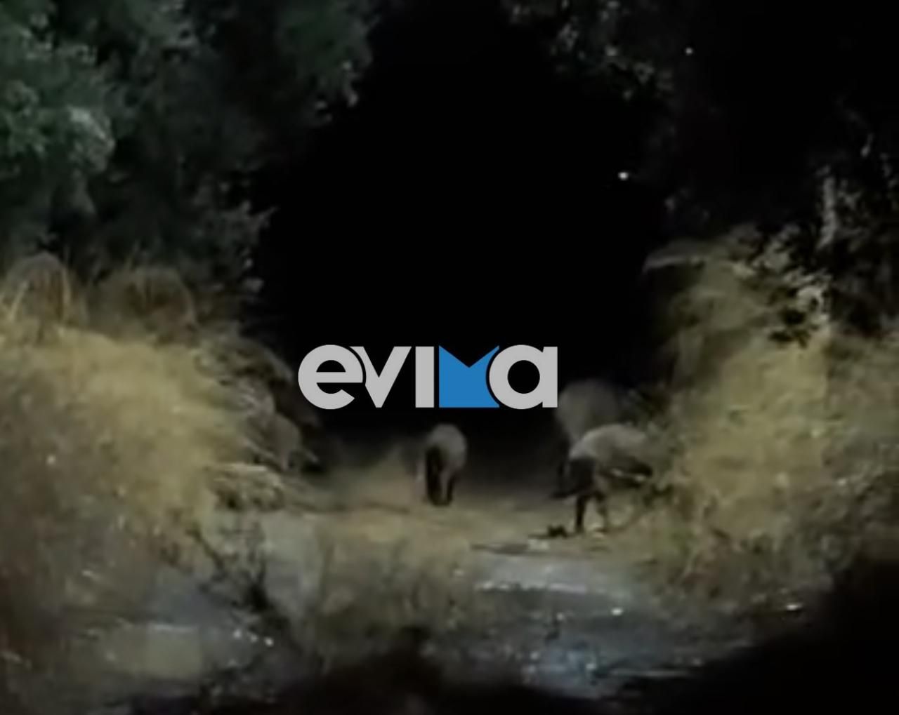 Αγριογούρουνα εισέβαλαν σε χωριό της Εύβοιας: Έφτασαν μέσα στα σπίτια