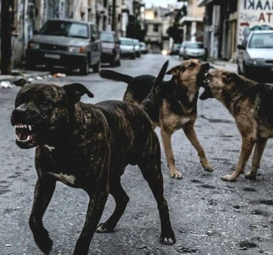 Σοβαρή καταγγελία για τα αδέσποτα σε αυτή την περιοχή της Εύβοιας