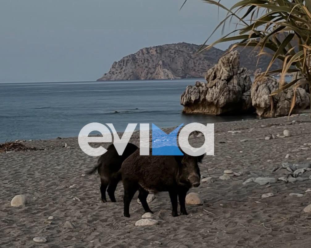 Αγριογούρουνο έκανε… πρωινή βόλτα σε παραλία της Εύβοιας