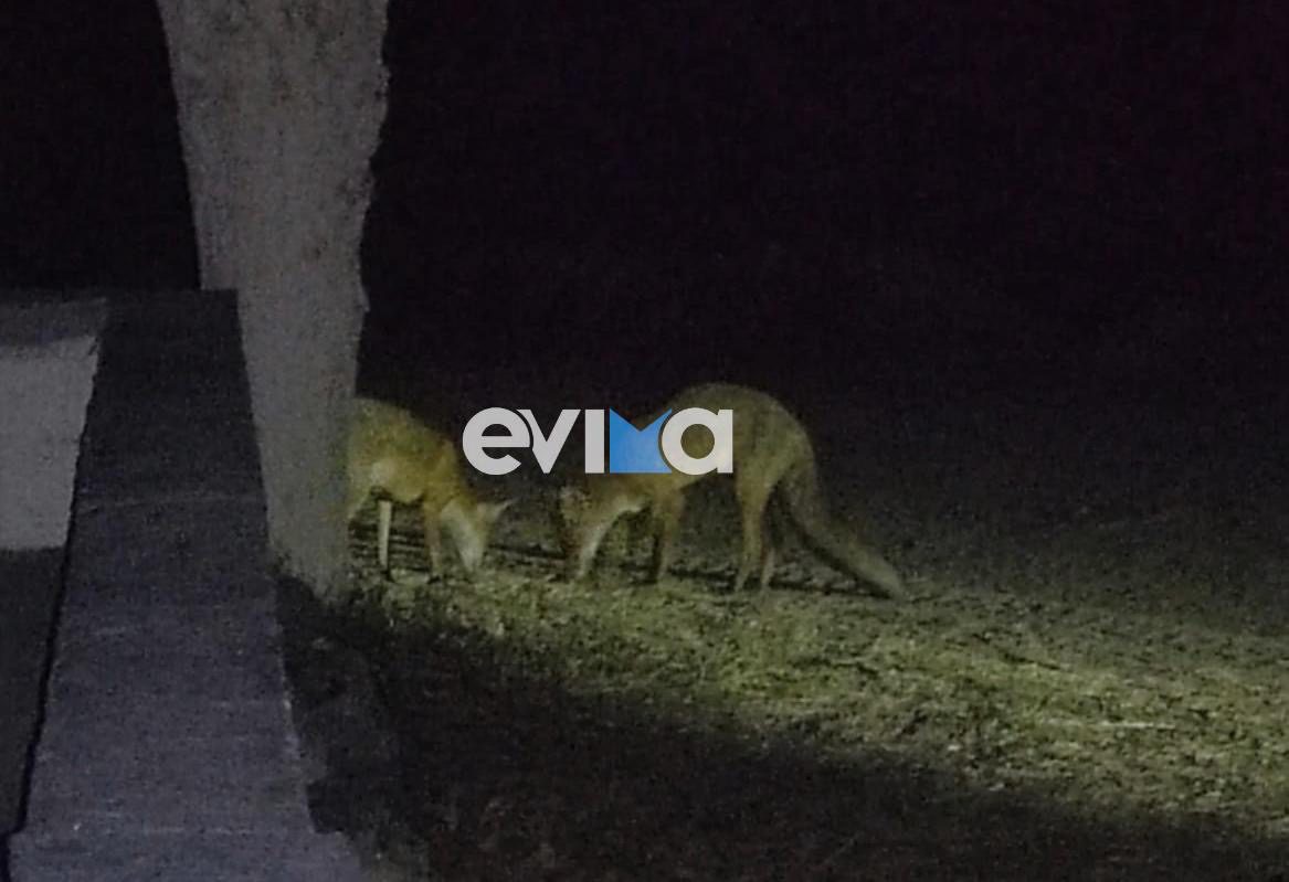 Νέο «ντου» από αλεπούδες σε σπίτι στην Εύβοια: Τις βρήκαν στην αυλή τους