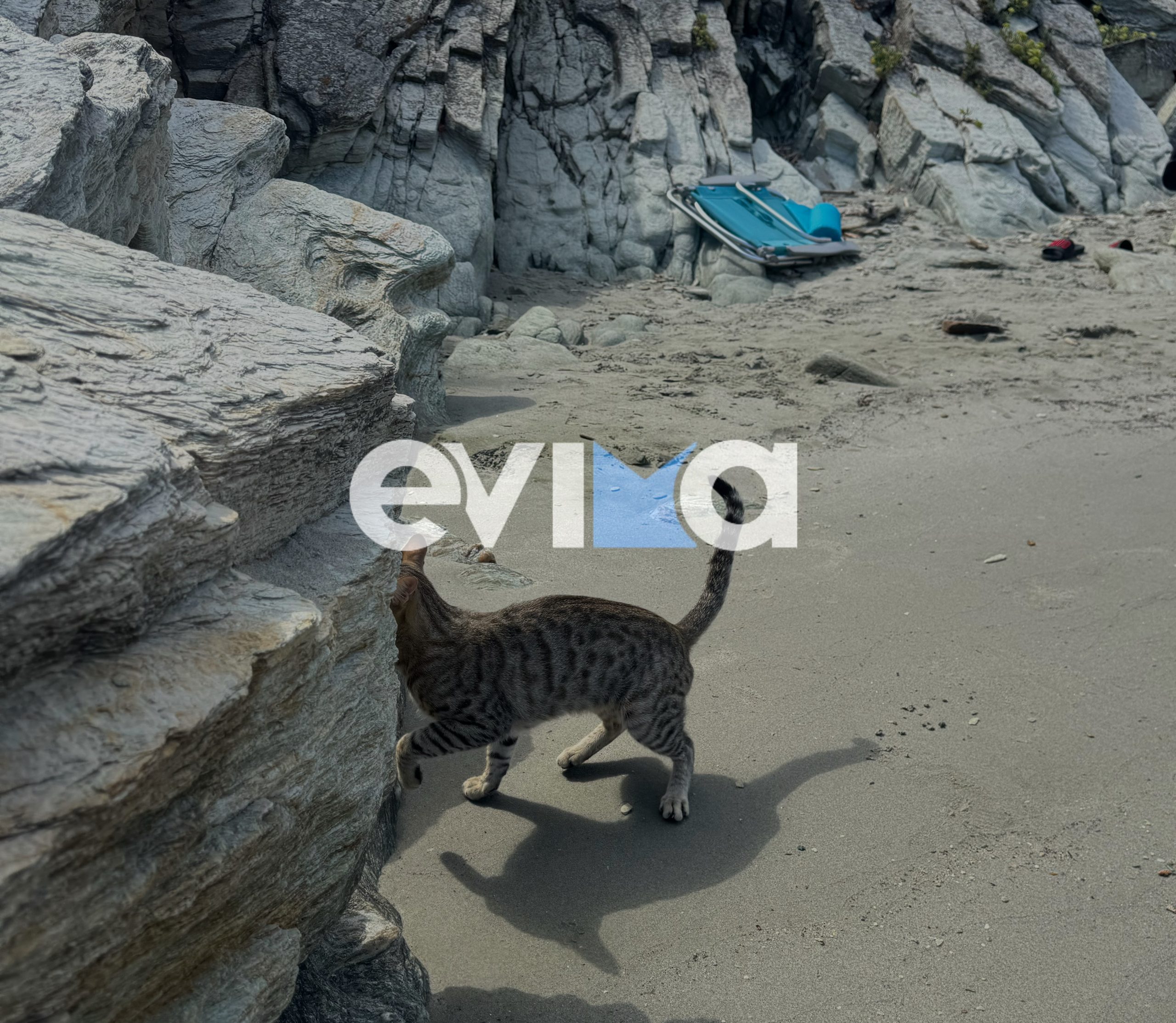 Εύβοια: Ο γάτος που πήγε για… μπάνιο και ξετρέλανε τους λουόμενους! (vid)