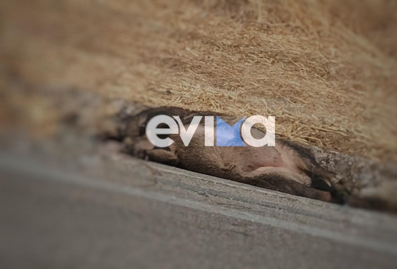 Νέο σοβαρό τροχαίο με αγριογούρουνο στην Εύβοια: Μεγάλες ζημιές σε αυτοκίνητο