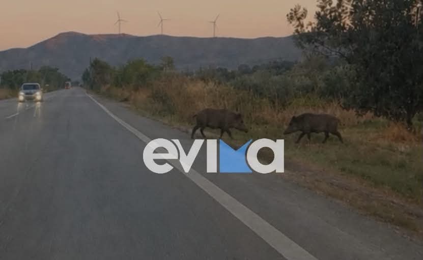 Παραλίγο νέο τροχαίο με αγριογούρουνα στην Εύβοια: Πετάχτηκαν σε κεντρικό δρόμο