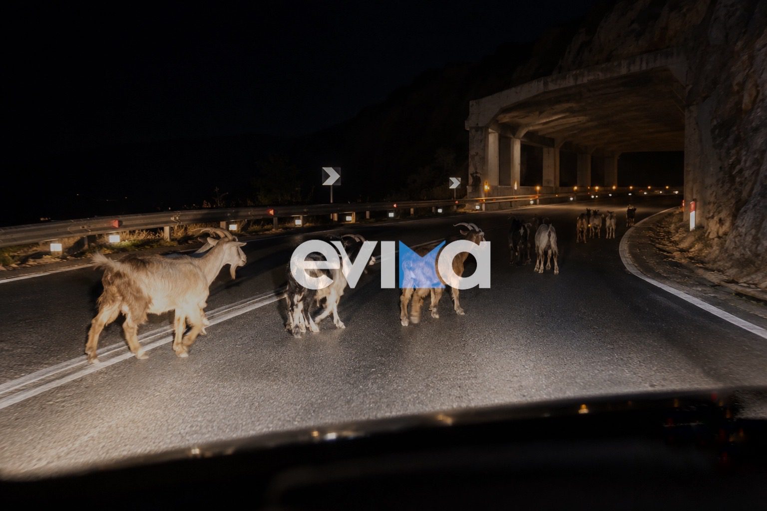 Εύβοια: Παραλίγο τροχαίο με κατσίκια μέσα στη νύχτα – «Πετάχτηκαν στη μέση του δρόμου»